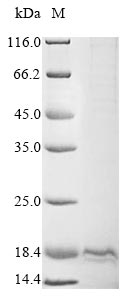 Human Oxytocin protein