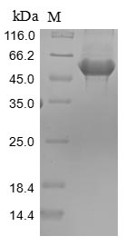 Rat Pkm protein