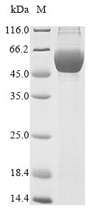 Human SERPINB2 protein