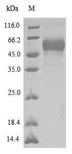 Human SIRPA protein