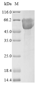 Human MADCAM1 protein