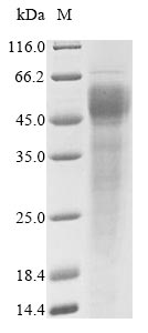 Human FCRL6 protein