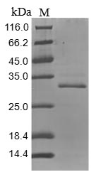 Mouse Tnc protein