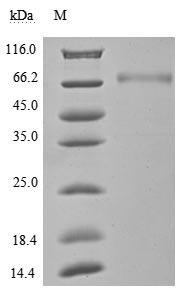Human CD274 protein