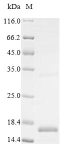 Human BMP3 protein