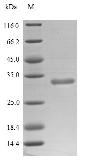 Human CD38 protein