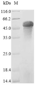 Mouse Cfp protein
