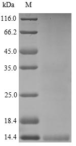 Human DEFA3 protein