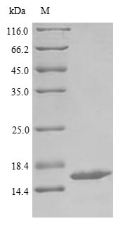 Bovine FDX1 protein