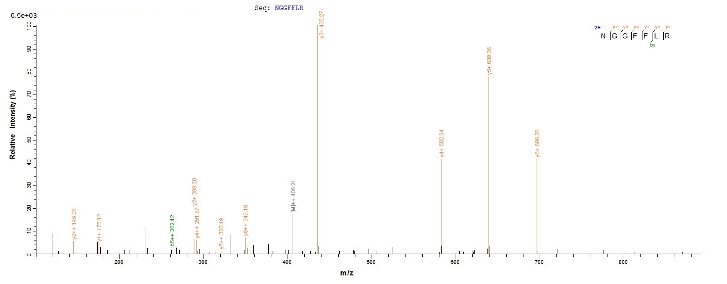 Human FGF2 protein