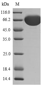 Human FGFR1 protein