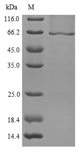 Mouse Gba protein