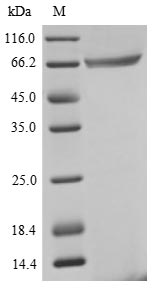 Human GSPT1 protein