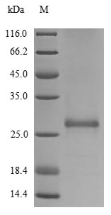 Human GSTP1 protein