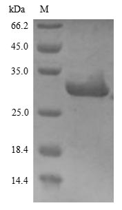 Human HSP90AA1 protein