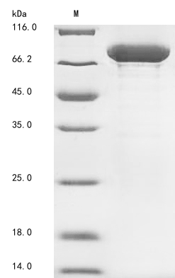 Human HSPA8 protein