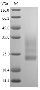 Human IL1 alpha protein