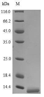 Human CXCL8 protein