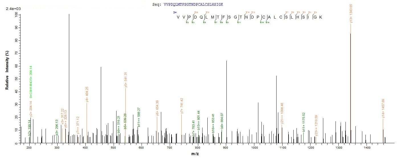 Mouse MIF protein