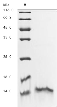 Bovine MTPN protein