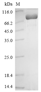 Mouse Mut protein