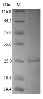 Human NUDT1 protein