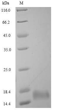 Human Oxytocin protein