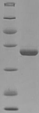Mouse Pdxp protein