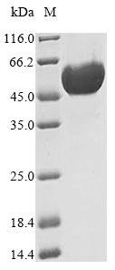 Canine PNLIPRP1 protein