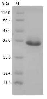 Bovine TMPRSS15 protein