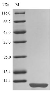 Porcine PSAP protein