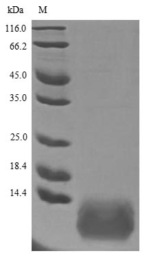 Human TFF3 protein