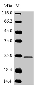 Human TNFRSF1A protein