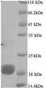 Virus gH protein
