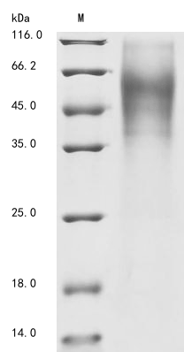 Virus PS/HR protein