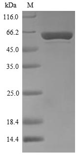 Virus polA protein