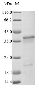 Virus A27L protein