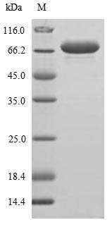 Plant Arachis hypogaea Allergen Ara h 1 protein