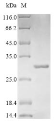 E. coli bla protein