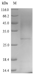 Virus A27L protein