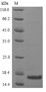Virus A27L protein