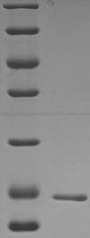 Bacteria nucB protein
