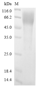Plant XERO1 protein