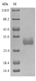 Human BAG6 protein