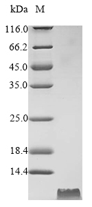 Bovine CATHL6 protein