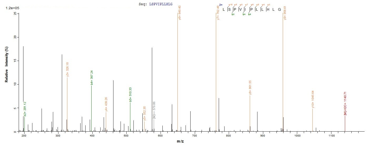 Bovine CATHL6 protein