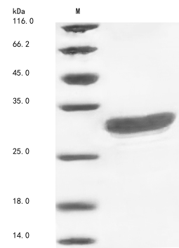 Bacteria MAP_1030 protein