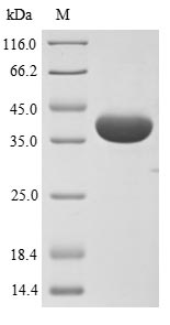 Virus HA protein
