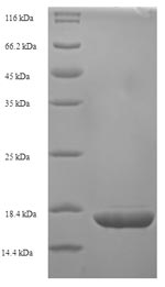 E. coli mutT protein