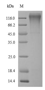 Bovine SERPINA3-5 protein
